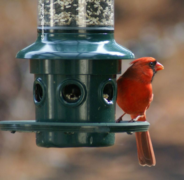 Brome Squirrel Buster Plus Squirrel-proof Bird Feeder w/Cardinal Ring