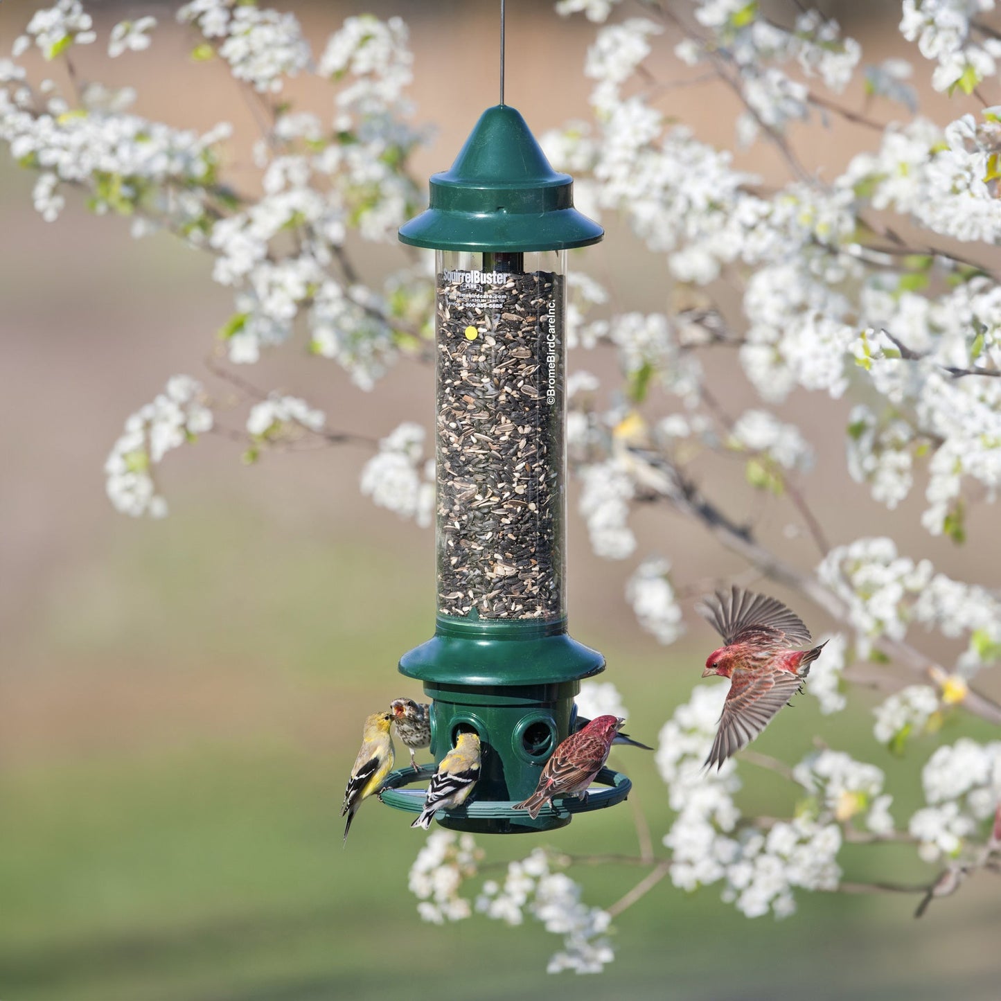 Brome Squirrel Buster Plus Squirrel-proof Bird Feeder w/Cardinal Ring