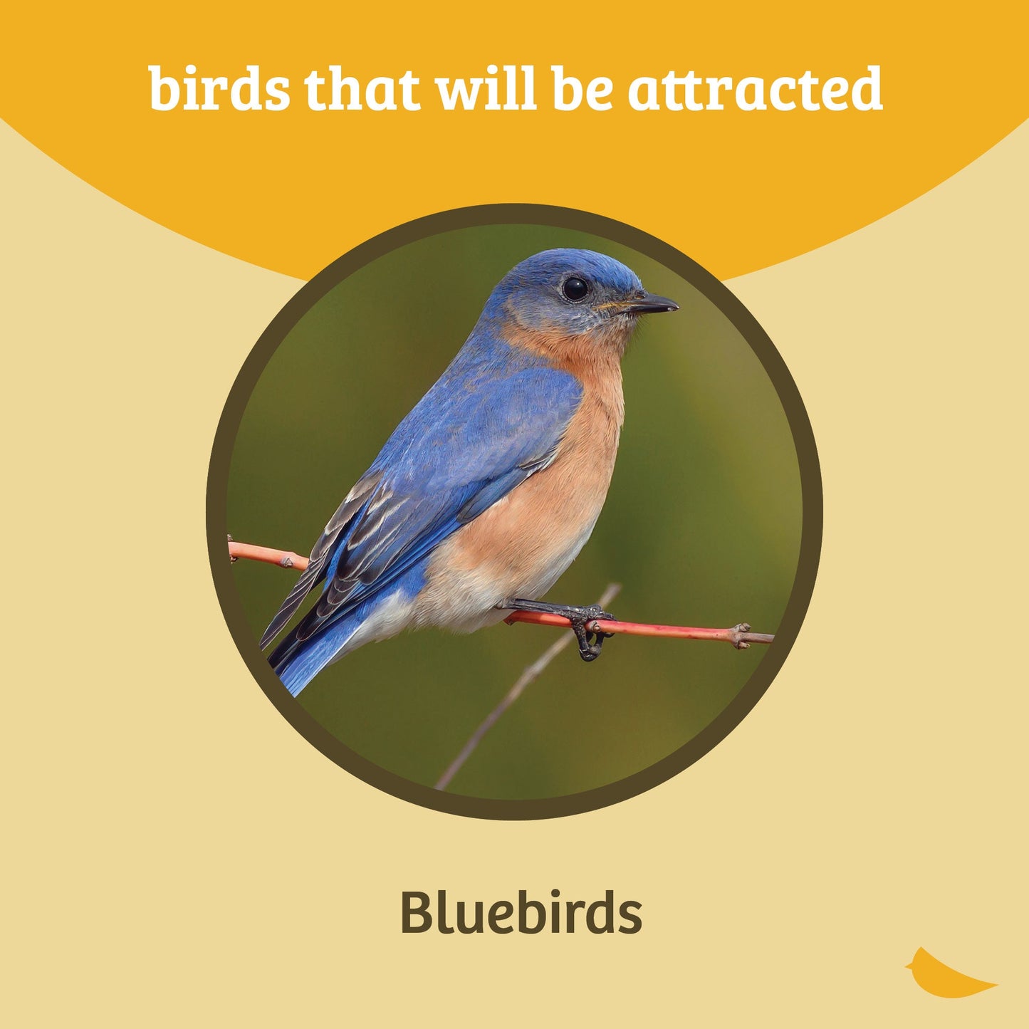 Bluebird Feeder Single Cup for Mealworms and Dried Fruit