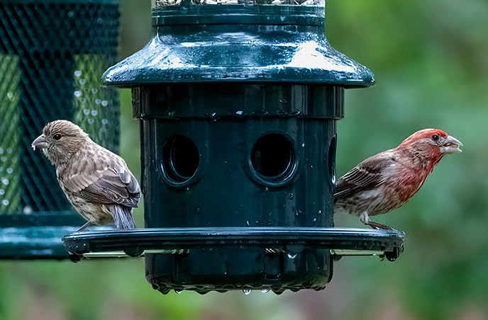 Brome Squirrel Buster Plus Squirrel-proof Bird Feeder w/Cardinal Ring
