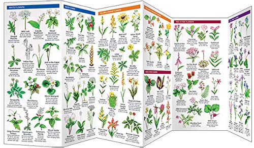 Appalachian Scenic Trail Trees & Wildflowers, Waterproof Pocket Guide
