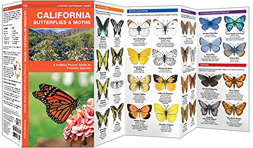 California Butterflies & Moths Pocket Guide