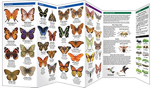 Florida Butterflies & Pollinators Pocket Guide