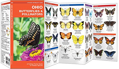 Ohio Butterflies & Pollinators