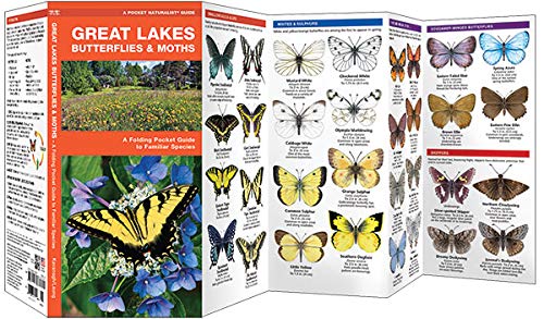 Great Lakes Butterflies & Moths Pocket Guide