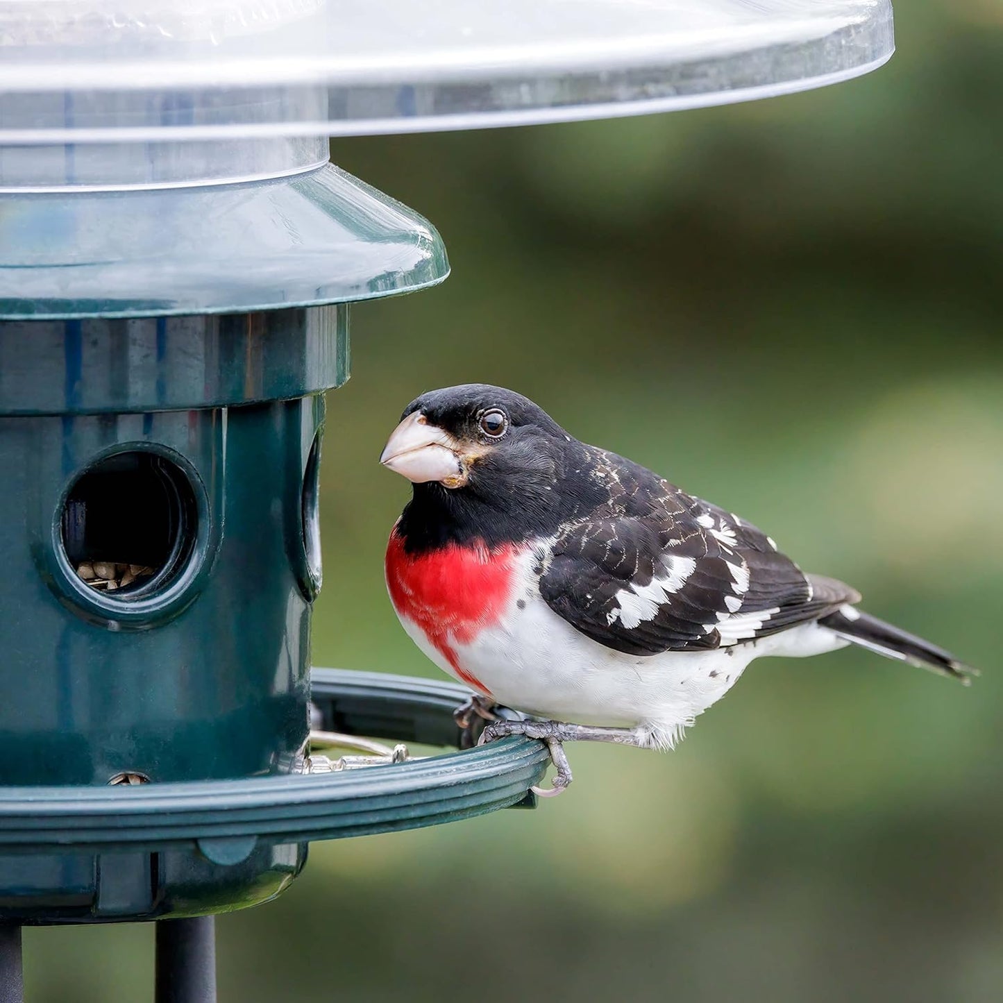 Brome Squirrel Buster Plus Squirrel-proof Bird Feeder w/Cardinal Ring