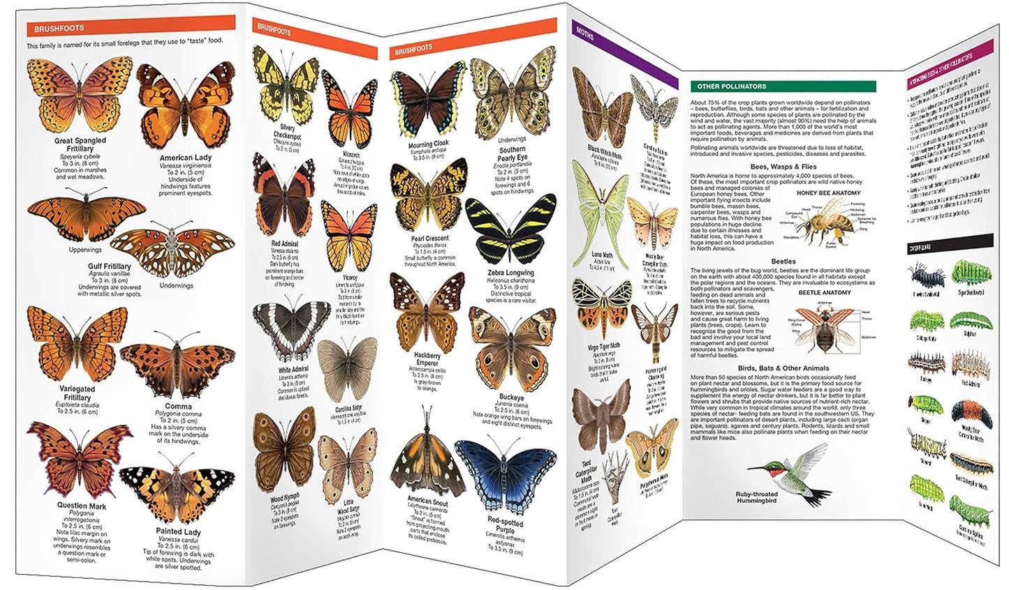 North Carolina Butterflies & Pollinators Pocket Guide