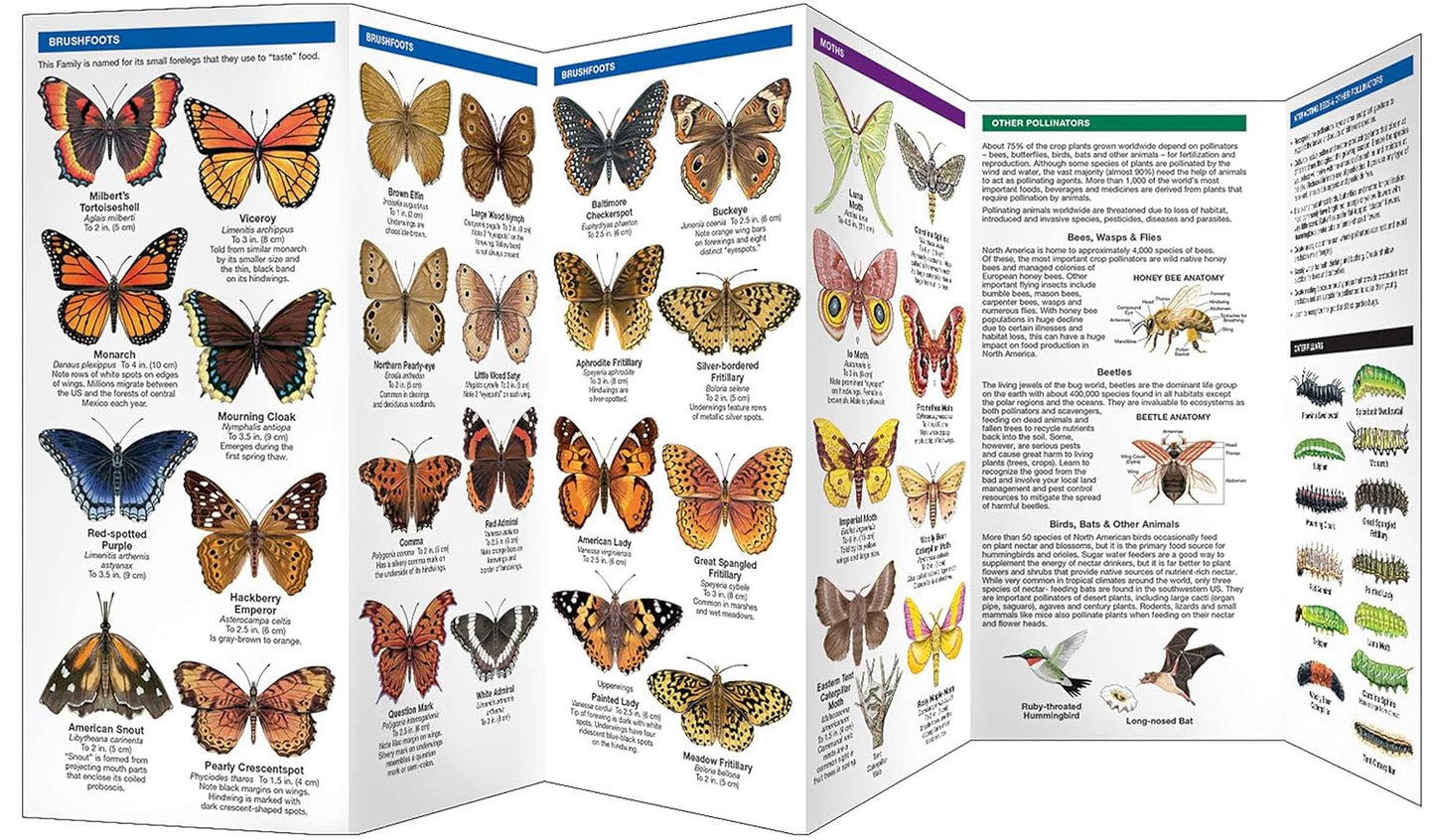 Pennsylvania Butterflies & Pollinators Pocket Guide