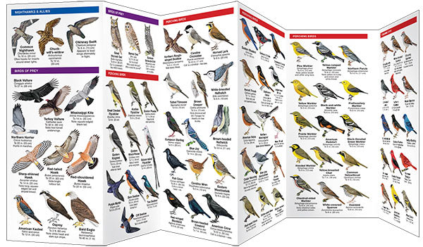 Arkansas Birds Pocket Guide