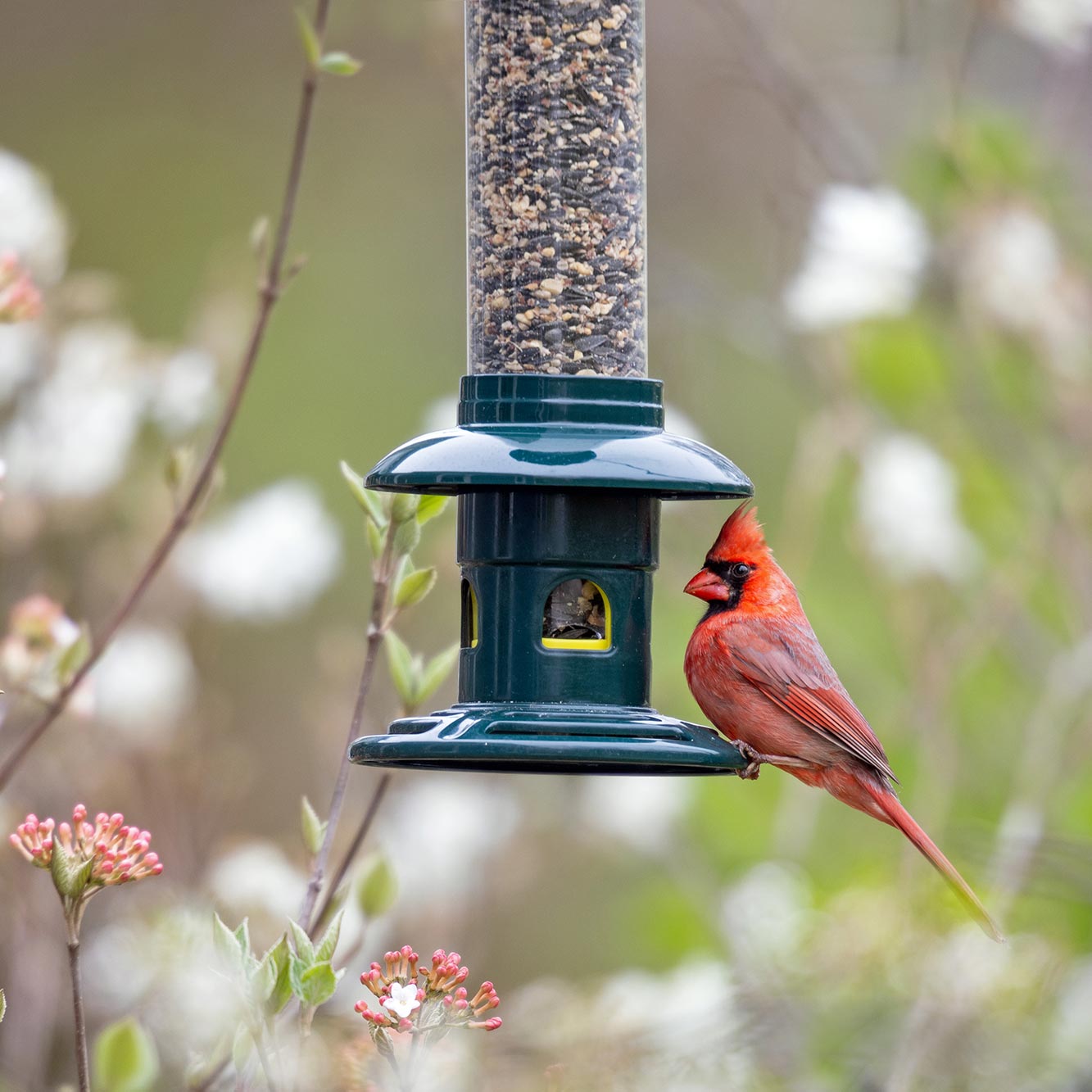 Brome Squirrel Buster Evolution Squirrel-Proof Bird Feeder