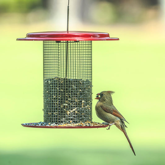 Sunflower Seed Bird Feeder in Red