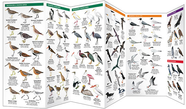 Eastern Coastal Birds