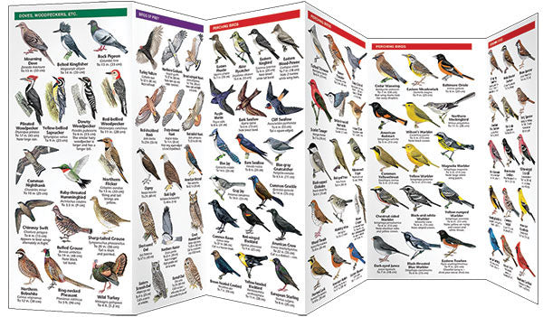 Great Lakes Birds Pocket Guide
