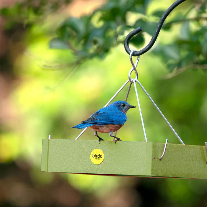 Small Hanging Platform Bird Feeder in Fern Green Recycled Plastic
