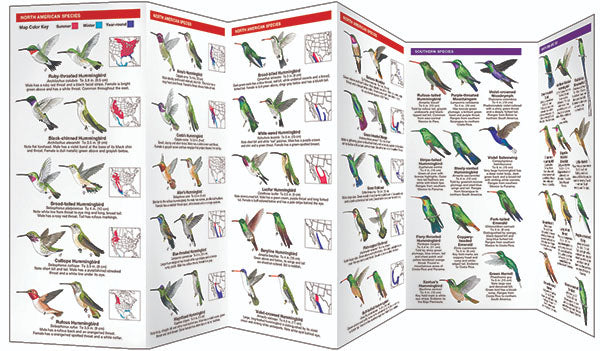 Hummingbirds Pocket Guide