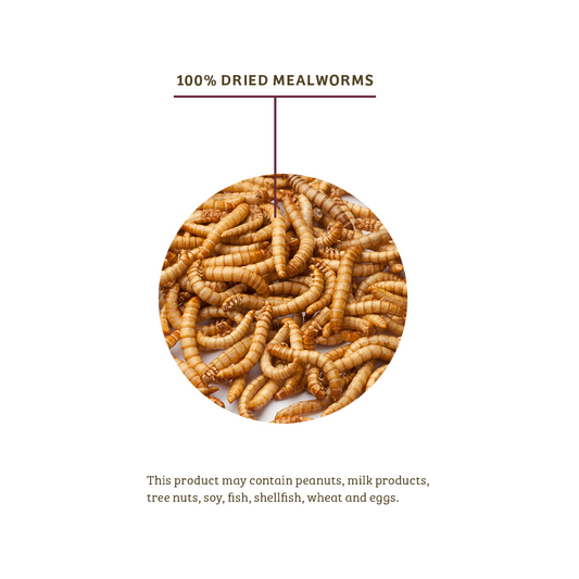 Mealworms - 5 lbs.