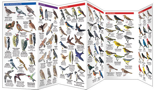 Massachusetts Birds Pocket Guide
