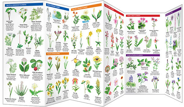 South Carolina Trees & Wildflowers Pocket Guide