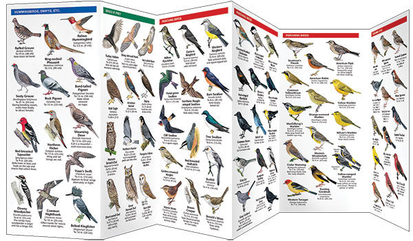 Vancouver Birds Pocket Guide