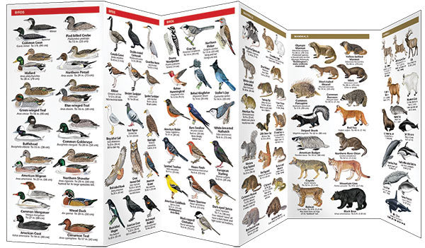 Washington State Wildlife Pocket Guide