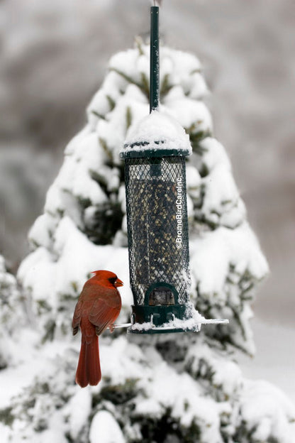 Brome Squirrel Buster Mini Squirrel-proof Bird Feeder