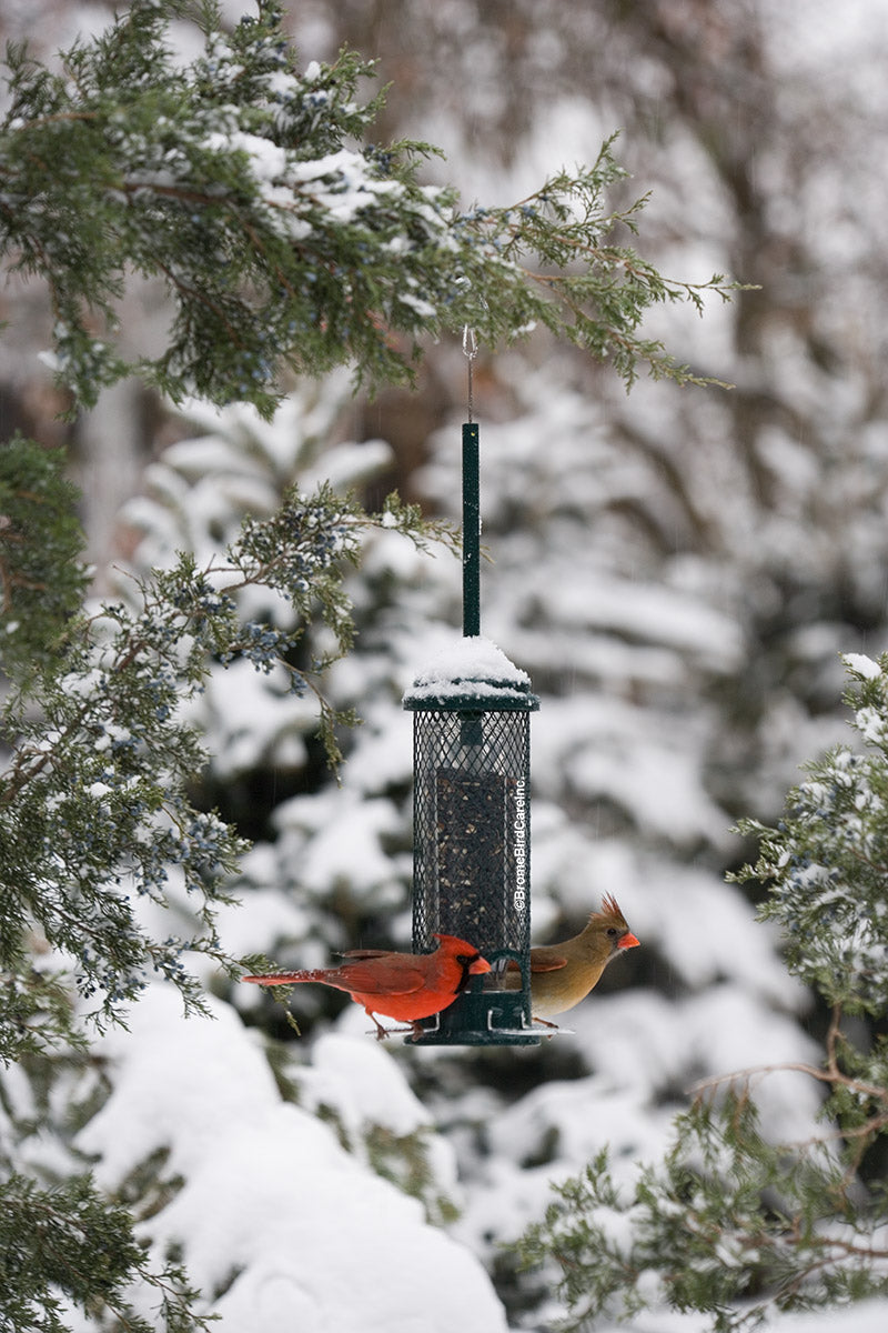 Brome Squirrel Buster Mini Squirrel-proof Bird Feeder