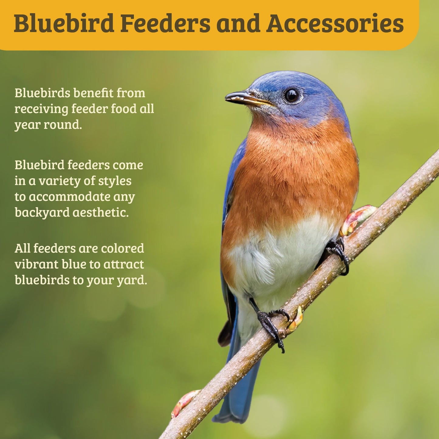 Bluebird Feeder Flower Shape for Mealworms and Dried Fruit