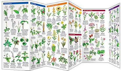 Appalachian Scenic Trail Trees & Wildflowers, Waterproof Pocket Guide