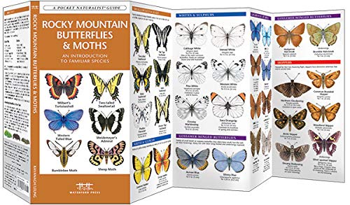 Rocky Mountain Butterflies & Moths Pocket Guide