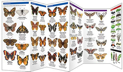 California Butterflies & Moths Pocket Guide