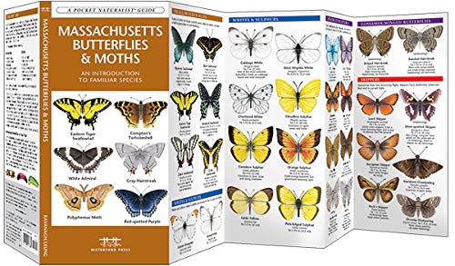 Massachusetts Butterflies & Moths Pocket Guide