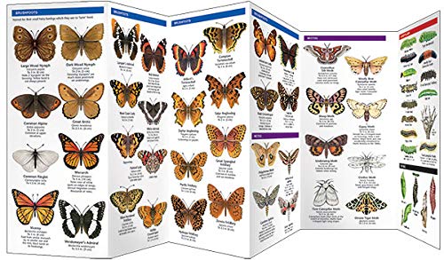 Pacific Northwest Butterflies & Moths Pocket Guide