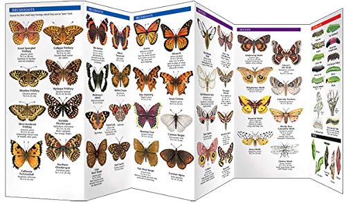 Rocky Mountain Butterflies & Moths Pocket Guide