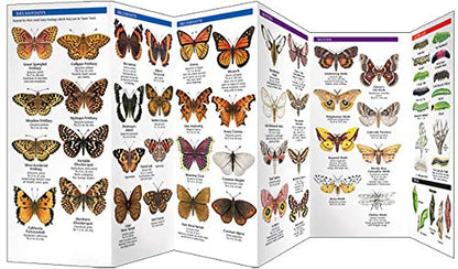 Rocky Mountain Butterflies & Moths Pocket Guide