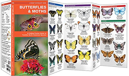 Butterflies & Moths Pocket Guide