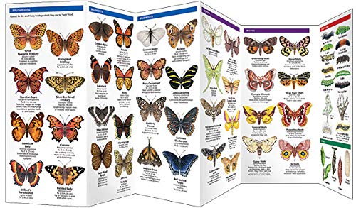 Butterflies & Moths Pocket Guide