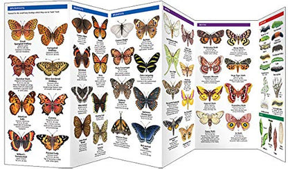Butterflies & Moths Pocket Guide