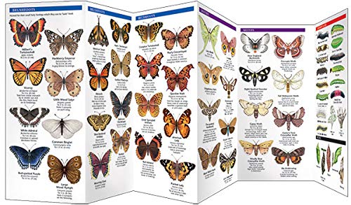 Massachusetts Butterflies & Moths Pocket Guide
