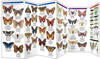 Massachusetts Butterflies & Moths Pocket Guide