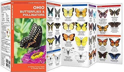 Ohio Butterflies & Pollinators