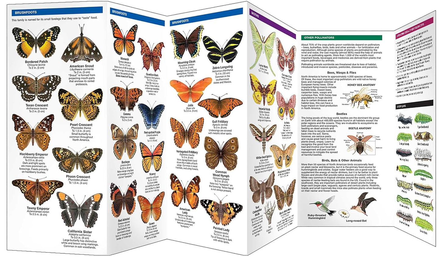 Texas Butterflies & Pollinators Pocket Guide