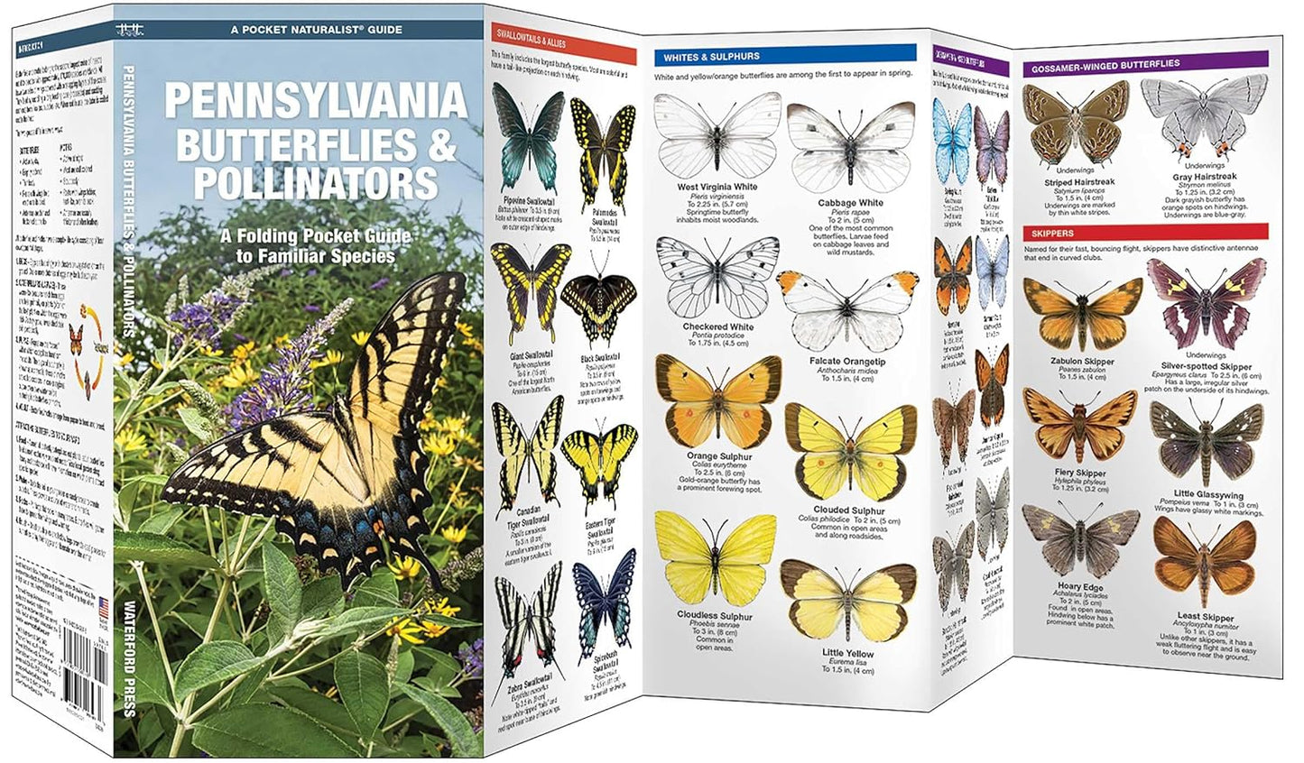 Pennsylvania Butterflies & Pollinators Pocket Guide – Backyard Nature ...