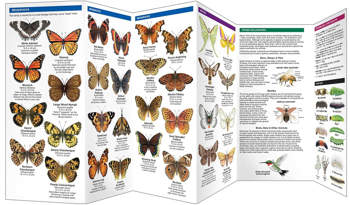 Maine Butterflies & Moths Pocket Guide