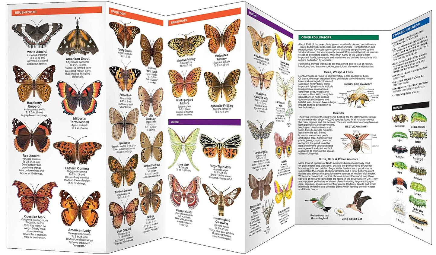Michigan Butterflies & Pollinators Pocket Guide