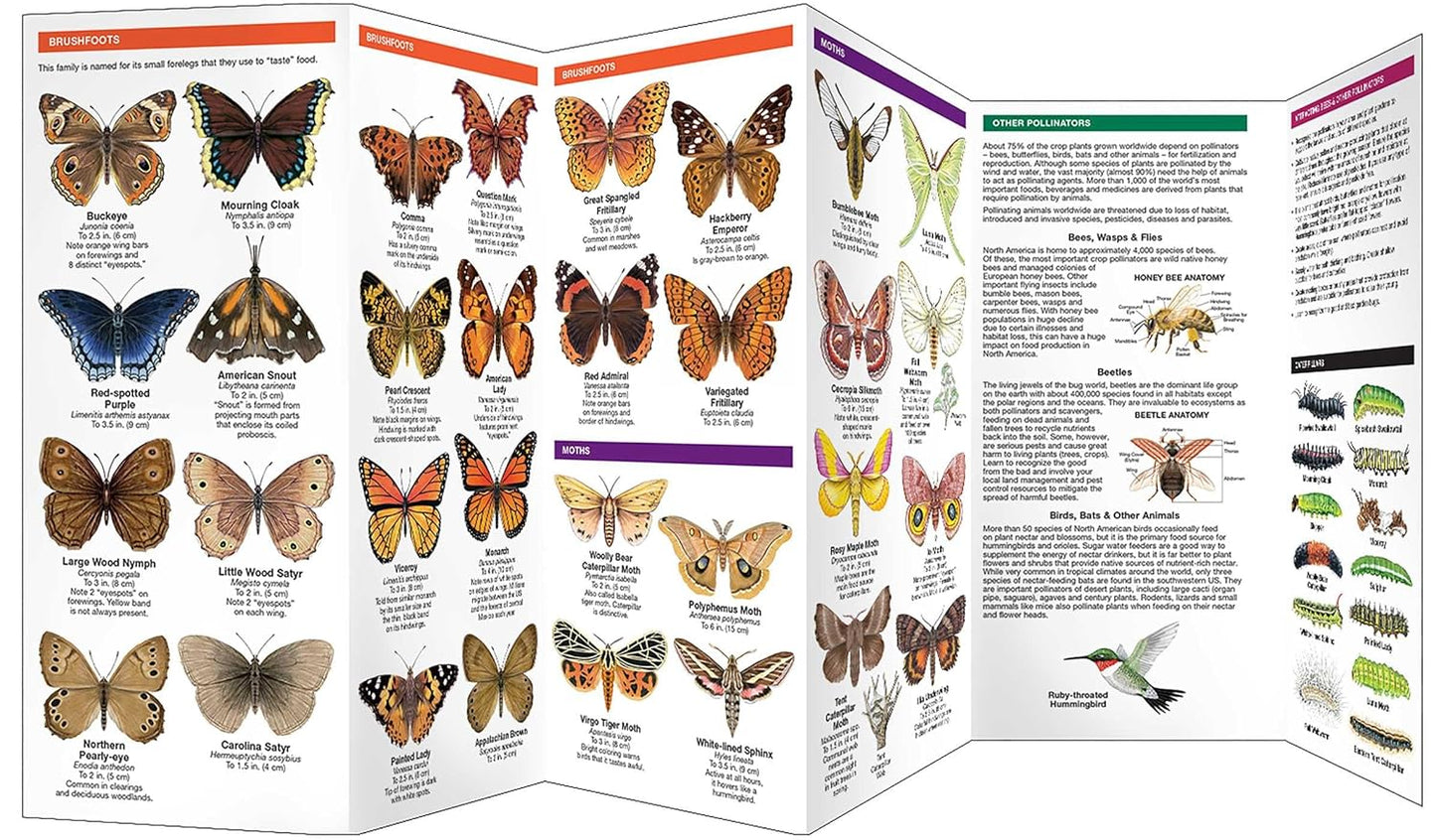 Virginia Butterflies & Pollinators Pocket Guide