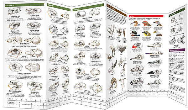 Animal Skulls & Bones, Laminated Pocket Guide