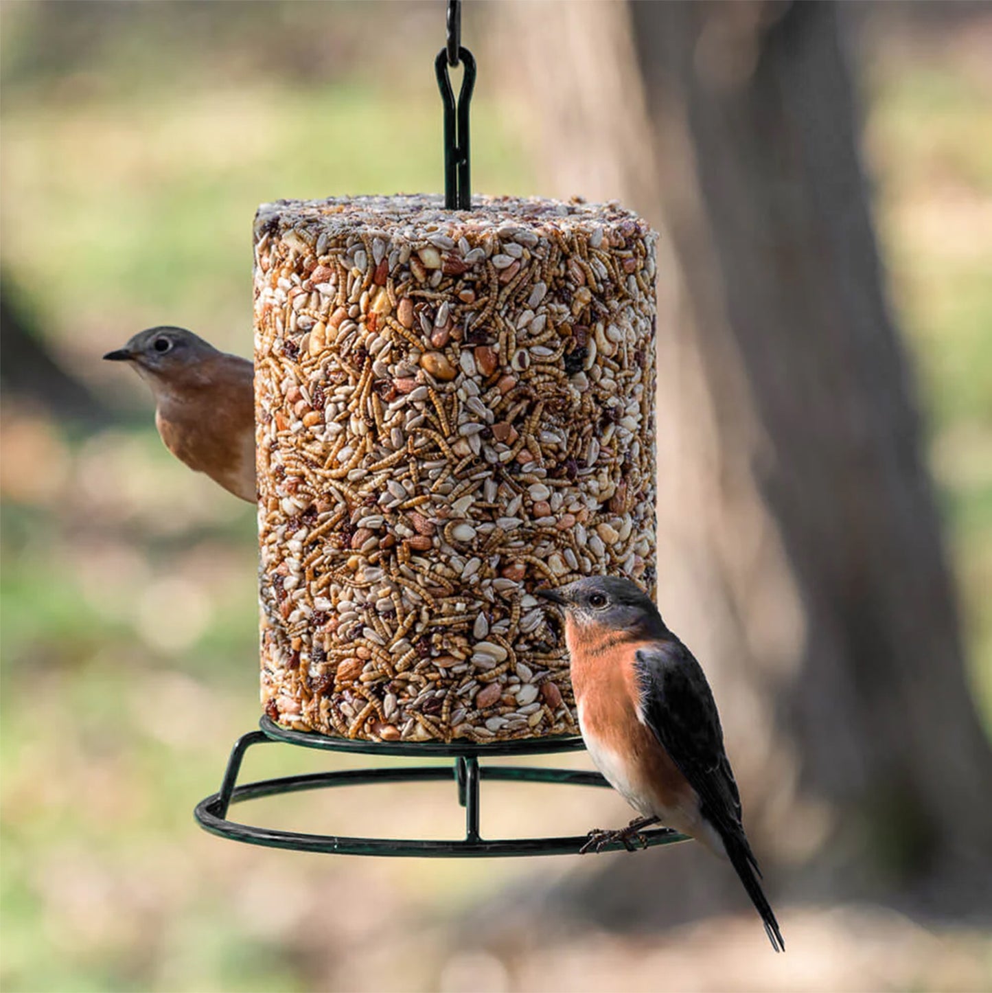 Seed Cylinder Feeder