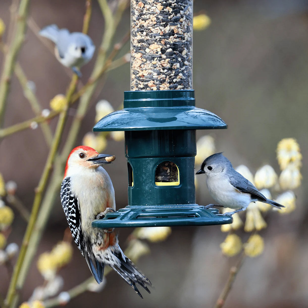 Brome Squirrel Buster Evolution Squirrel-Proof Bird Feeder