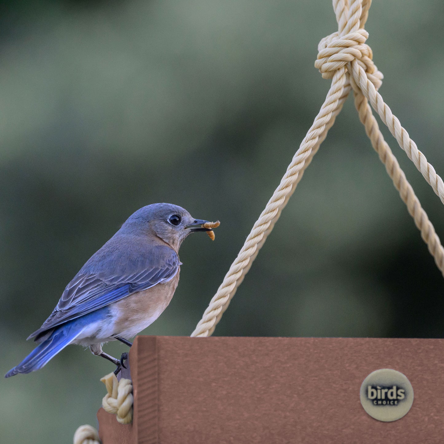 Small Hanging Platform Bird Feeder in Cinnamon Recycled Plastic