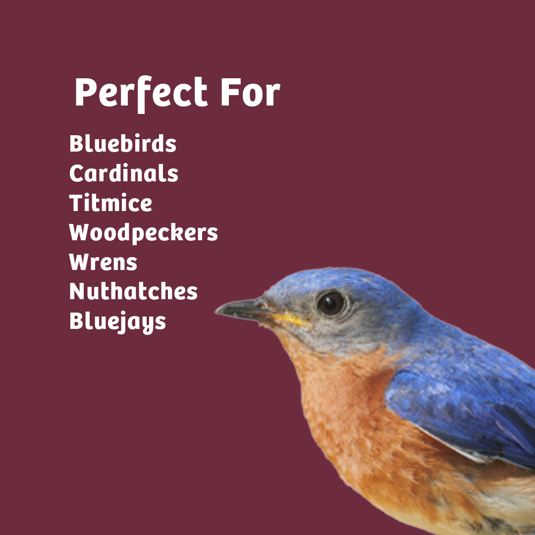 Bugs & Nuts Seed Cylinder - Small